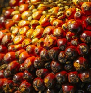 mpoc project palm oil rm4600