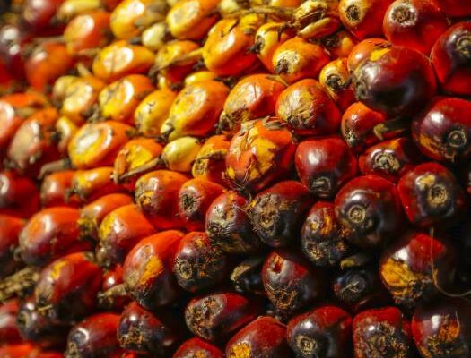 mpoc project palm oil rm4600